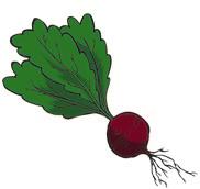 Plants use their roots to get water. spinach Potatoes and carrots are root vegetables. The Middle Parts Stalks, or stems, are the middle beet parts of the plant.