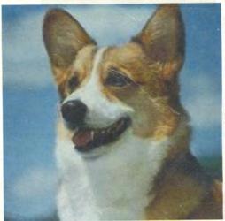 Welsh Corgi Club of Ireland Schedule 72 nd Breed Championship Show (under licence of the Irish Kennel Club) Supported by Gain Sunday