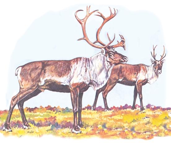 SPECIES IDENTIFICATION Knowing the animals you hunt is important for legal, ethical and recreational reasons. Hunting licences allow you to take only certain species of game.