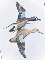 Widgeon - males have white crest and green