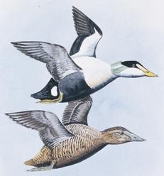 back - females are brown King Eider (not shown) - blue crest and orange