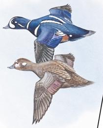 Oldsquaw - males have long pointed tail feathers like the pintail - both