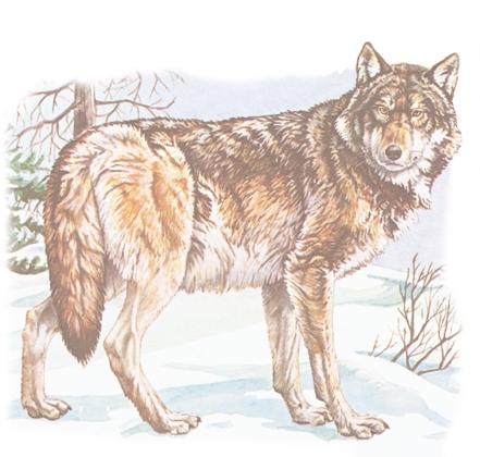 Coyote Originally found in central and western North America, the coyote has expanded its range eastward to all the Atlantic Provinces.