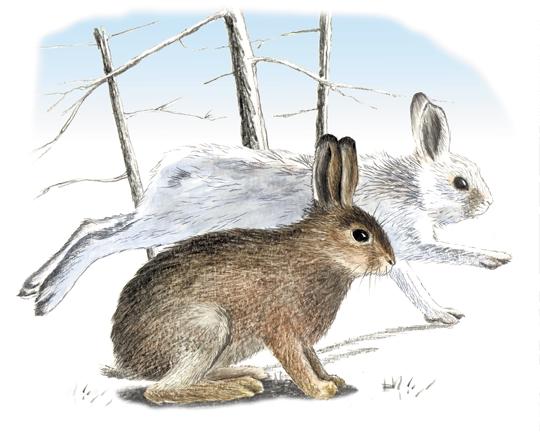 Snowshoe hares are physically well-adapted for eastern Canada s changing climate. Large well-furred hind feet enable the snowshoe to move easily over snow.