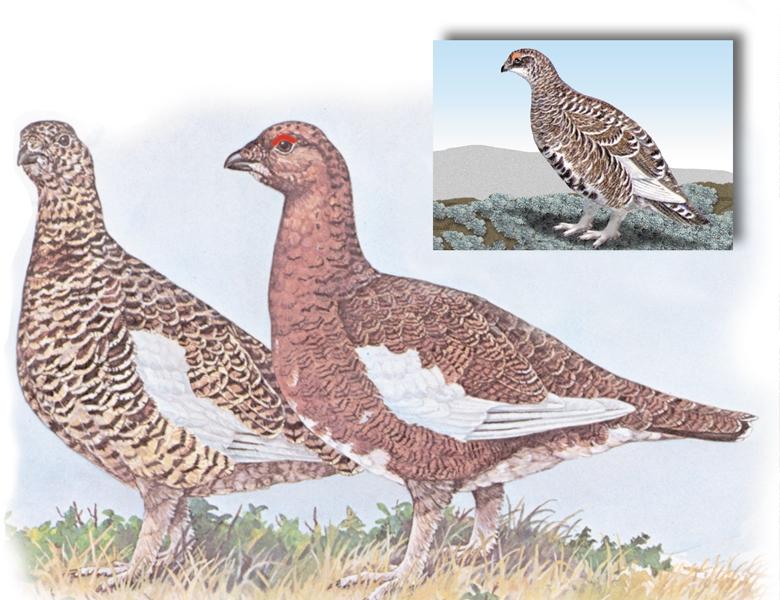 Willow and Rock Ptarmigan Two species of ptarmigan are found in Newfoundland and Labrador the rock ptarmigan and the willow ptarmigan.