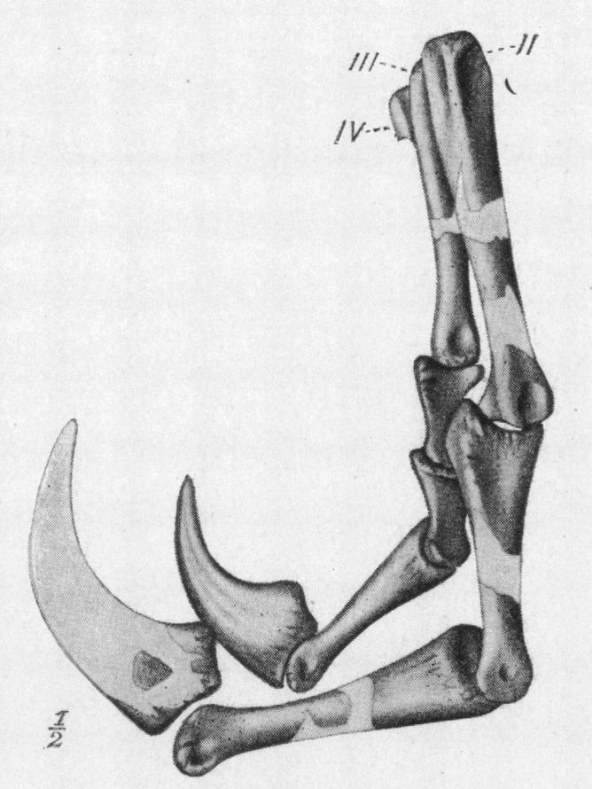 1903.] Osborn, A New Compsognathoid Dinosaur. what crushed femur (.207 m.) 