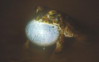 Fig. 5: Green toad, Bufo viridis is the only amphibian able to survive harsh condition of Jordanian Eastern Desert.