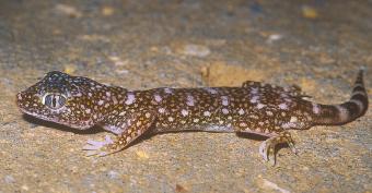 Being associated with various types of soil, species of terrestrial Stenodactylus represent a typical example of ecological vicariance. The species typical for sand dunes (Fig.