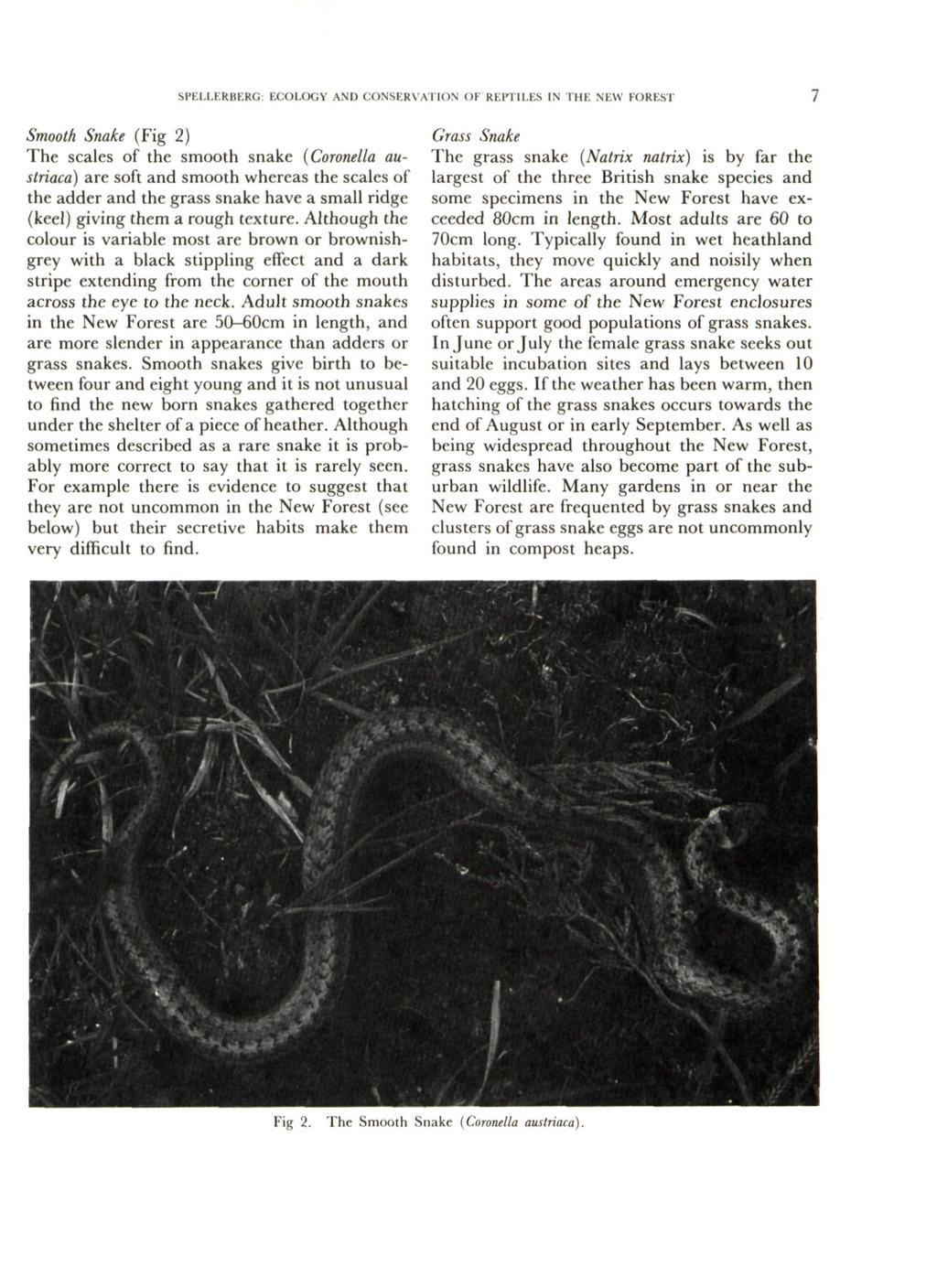 SPELLERBERG: ECOLOGY AND CONSERVATION OF REPTILES IN THE NEW FOREST 7 Smooth Snake (Fig 2) The scales of the smooth snake (Coronella austriaca) are soft and smooth whereas the scales of the adder and
