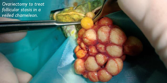 Ovariectomy to treat follicular