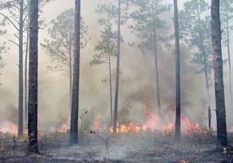 fire suppression What Can Land Managers Do?