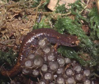 (See Spring Lizards information box) James Kiser Clear, cold water is essential to sustain amphibians, notably salamanders, in small, high-gradient streams.