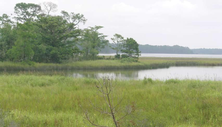 BRACKISH WETLANDS Mark Bailey Limited to the extreme outer Coastal Plain ecoregions, salt marshes, mangrove swamps, and tidal estuaries are characterized by cyclical tidal inundation and variable