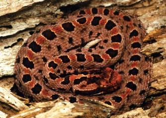 Although Eastern Hog-nosed Snakes are upland species, they are dependent on the annual production of toads and other amphibians from isolated wetlands.