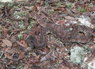 management guidelines Mark Bailey Pine Snakes, such as this one from southern Alabama, spend much of their lives underground.