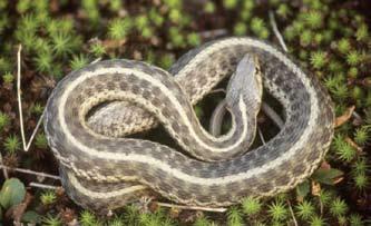 The herpetological value of these high elevation forests characteristic species Pigmy Salamander, Jordan s Salamander complex, Weller s Salamander, Smooth Green Snake, Milk Snake, Ring-necked Snake,