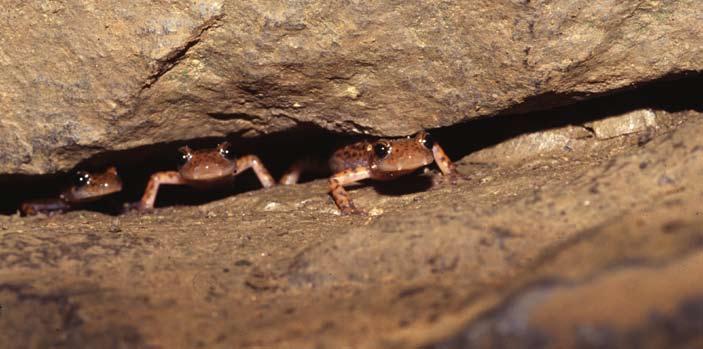 The Tennessee Cave Salamander is known from only a handful of caves in Tennessee and Alabama. It is extremely rare and, due to its often inaccessible habitat, difficult to study.