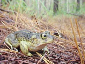 NATURAL HISTORY OF AMPBHIBIANS AND REPTILES Jeff Humphries Spadefoot Toads need fish-free wetlands with short hydroperiods (i.e., hold water for a few months or less each year) for breeding.