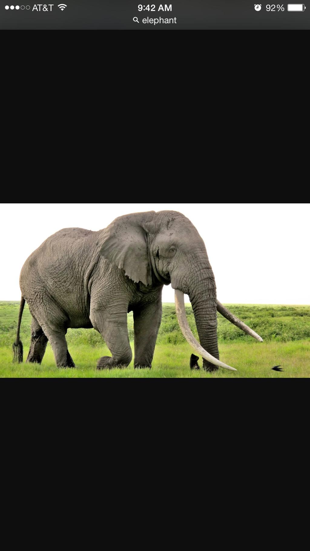 Elephants have this similar trait to humans.