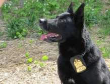 funding under the Stryker K-9 Care Fund: