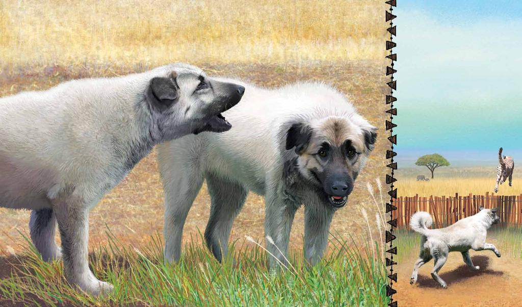 Of dogs with voices, deep and loud, to urge the cheetahs onward. Some farms have large, loud, Anatolian shepherd dogs that live with the farm animals.