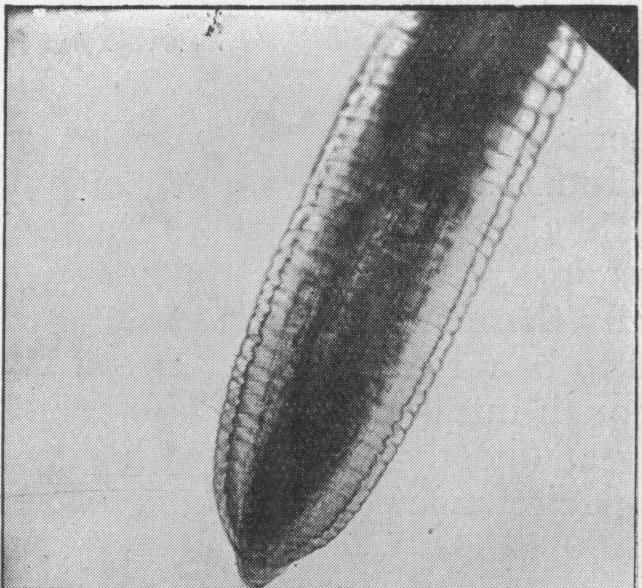 Fig. 2.-Head of F. palkebralis. (X80.) Fig. 3.-Tail of female F. palfebralis. (X 80.) Fig. 4.-Tail of male F.