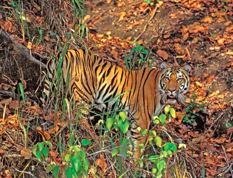 Karanth can tell from the photos how many tigers visit that part of the forest. I m so excited!