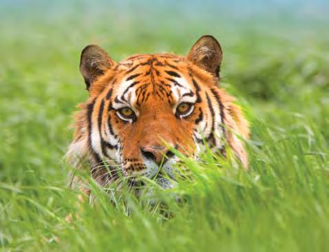 In fact, 6 Bengal tiger cub