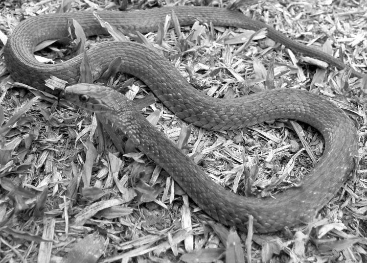 2764 G. P. BROWN AND R. SHINE Ecology, Vol. 86, No. 10 PLATE 1. Adult keelback snake (Tropidonophis mairii). Photo credit: G. P. Brown METHODS Study area and species Fogg Dam is an artificial impoundment on the Adelaide River floodplain 60 km east of Darwin, in the Australian wet dry tropics.