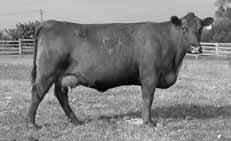 19 This is an ET son of the 899 cow that Ken Marquis purchased (as the top selling cow) in our 2005 female sale. X107 is a high performance bull with 4.14 IMF, and 13.