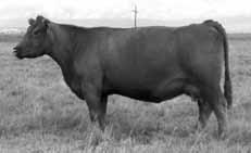 LARSON RED LIGHTNING TKF T LASS HEART 2 1.4 35 75 12 29-1 8-8 10 Act BW 205 Wt 365 Wt Scrotal IMF / T 89 710 1208 47 15.6 2.58 0.24 1.36 Strong Norseman King son with extra length and testicles.