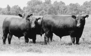 Predicting Profit The Ranchers Guide to Completely Described Beef Production: Reproduction Growth Carcass Maintenance (Expected Progeny Differences) are the most powerful selection tool the beef