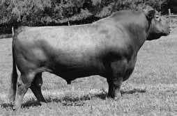 The calves he sired have done a great job and have lived up to his reputation. Reference Sire FEDDES GRAND CHER 7125 01/24/07 Reg No.