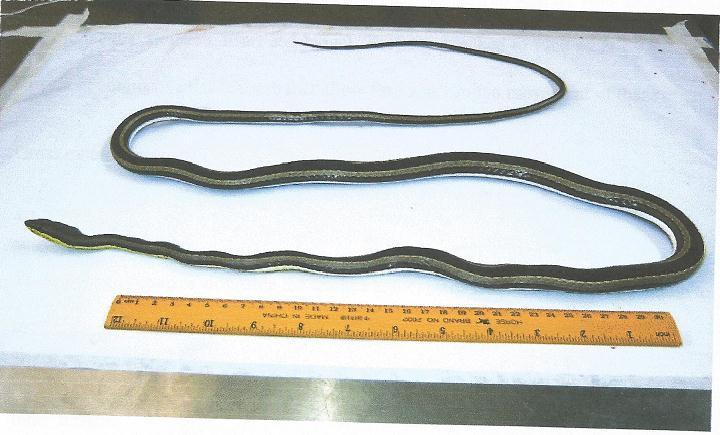 Plate 1: Showing the male Psammophis sibilans before dissection Plate 2: Showing transition from esophagus to stomach with evident