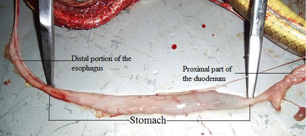showing (the esophagus, stomach, small and large intestine) member of the class Reptilia.