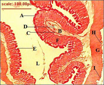(H&E 100) Plate 6: Photomicrograph of the transverse section of the stomach showing; simple columnar epithelium (A),