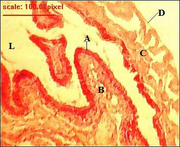 The villi are relatively short compared to those in the small intestine.