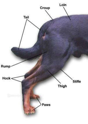 LEGS Description Medium Leg Length Hindquarters - The hindquarters are strong, muscular, and moderately broad.