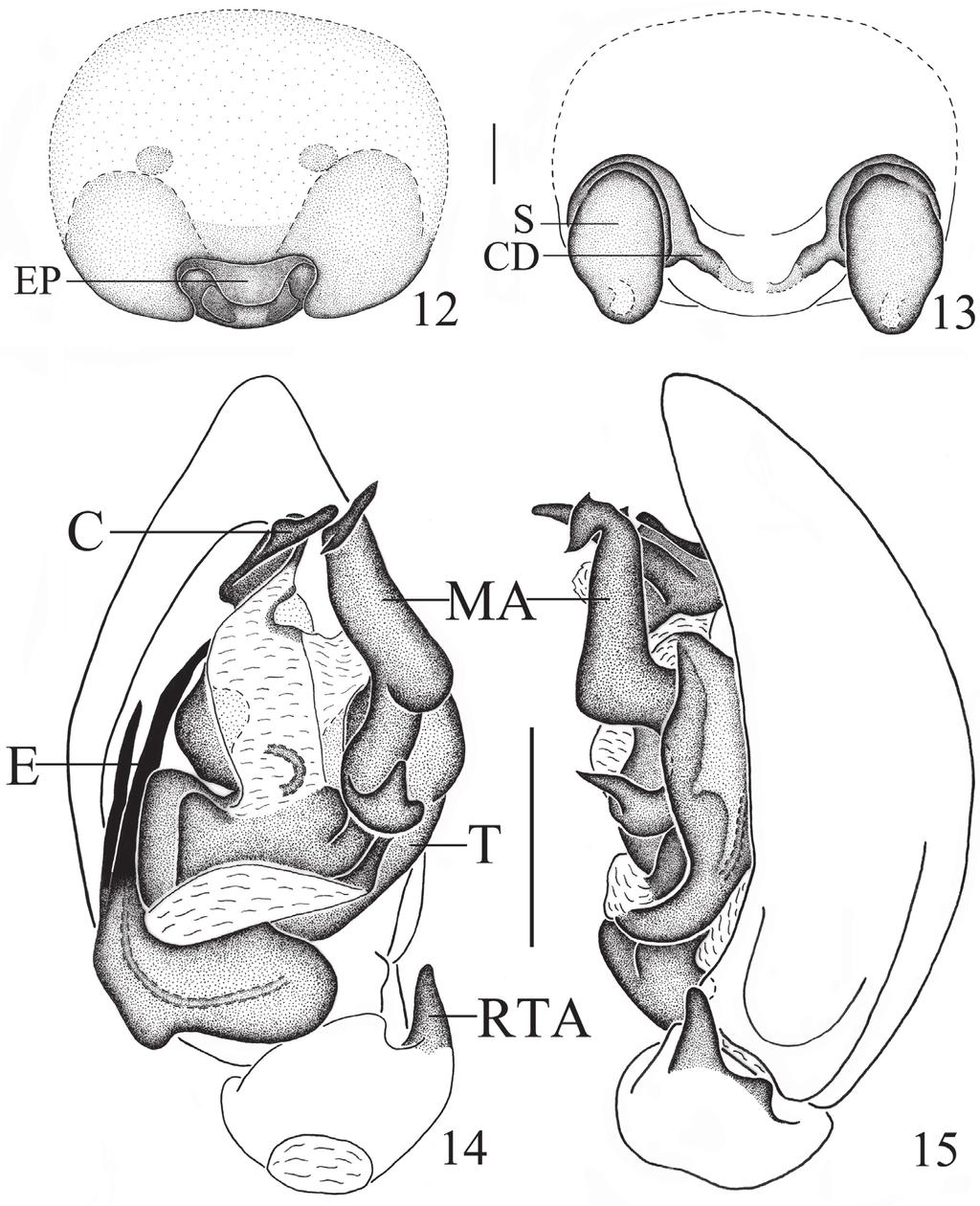 84 Chi Jin & Feng Zhang / ZooKeys @@: @@ @@ (2013) Figures 12 15. Mallinella sphaerica sp. n., 12 epigyne, ventral view 13 vulva 14 left male palp, ventral view 15 same, retrolateral view.
