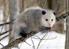 They include species like the opossum, red or gray fox, coyote, striped or spotted skunk, long-tailed weasel, and bobcat. OPOSSUM Everyone has heard the phrase playing possum.