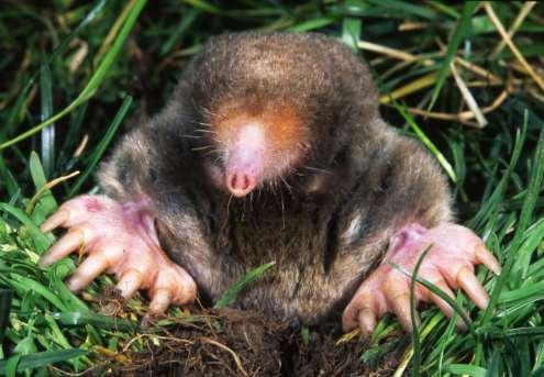 Mole Very large, broad, webbed forefeet