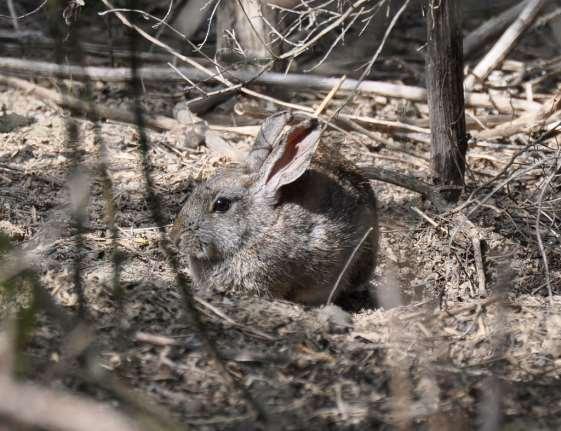 Rabbit Brush or Pygmy