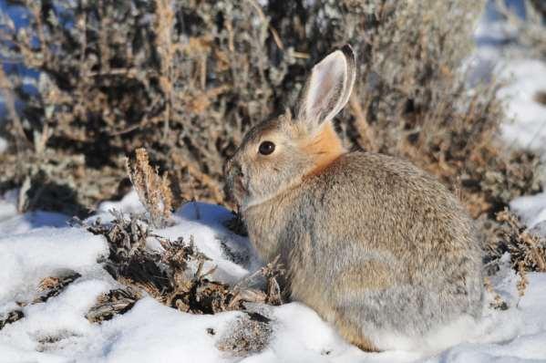 Cottontail Eastern or Mountain
