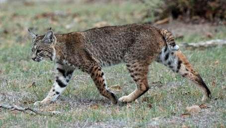 Bobcat/Lynx Bobcat