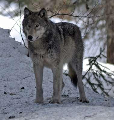 Wolf Significantly larger than coyote Wide nose and