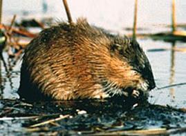 H A B I T A T M E A N S H O M E M A M M A L S MUSKRAT Muskrats are mostly found in the