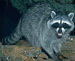 H A B I T A T M E A N S H O M E M A M M A L S RACCOON You can always recognize a raccoon by the black mask it