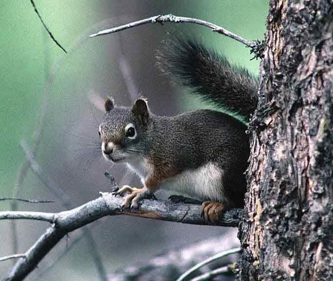 H A B I T A T M E A N S H O M E M A M M A L S RED & GREY SQUIRRELS There are many kinds of squirrels in the forest.