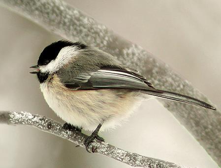 H A B I T A T M E A N S H O M E B I R D S BLACK-CAPPED CHICKADEE These plump little birds flit around in a gang.