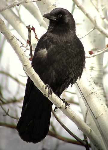 H A B I T A T M E A N S H O M E B I R D S CROW The big black crow is one of our most common birds.